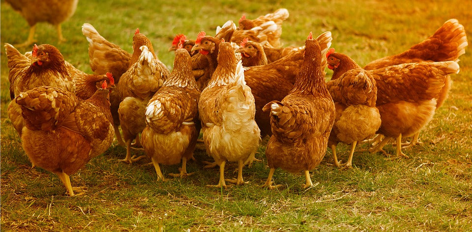 Make Plucking Chickens Poultry Birds Easy with Our Pluckers
