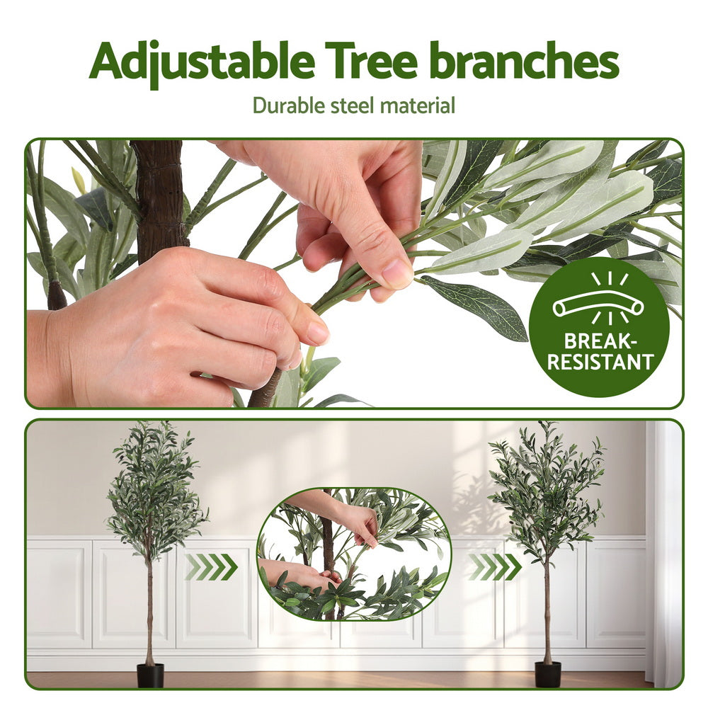 AP-TREE-OLIVE-155-202511052044-04.jpg