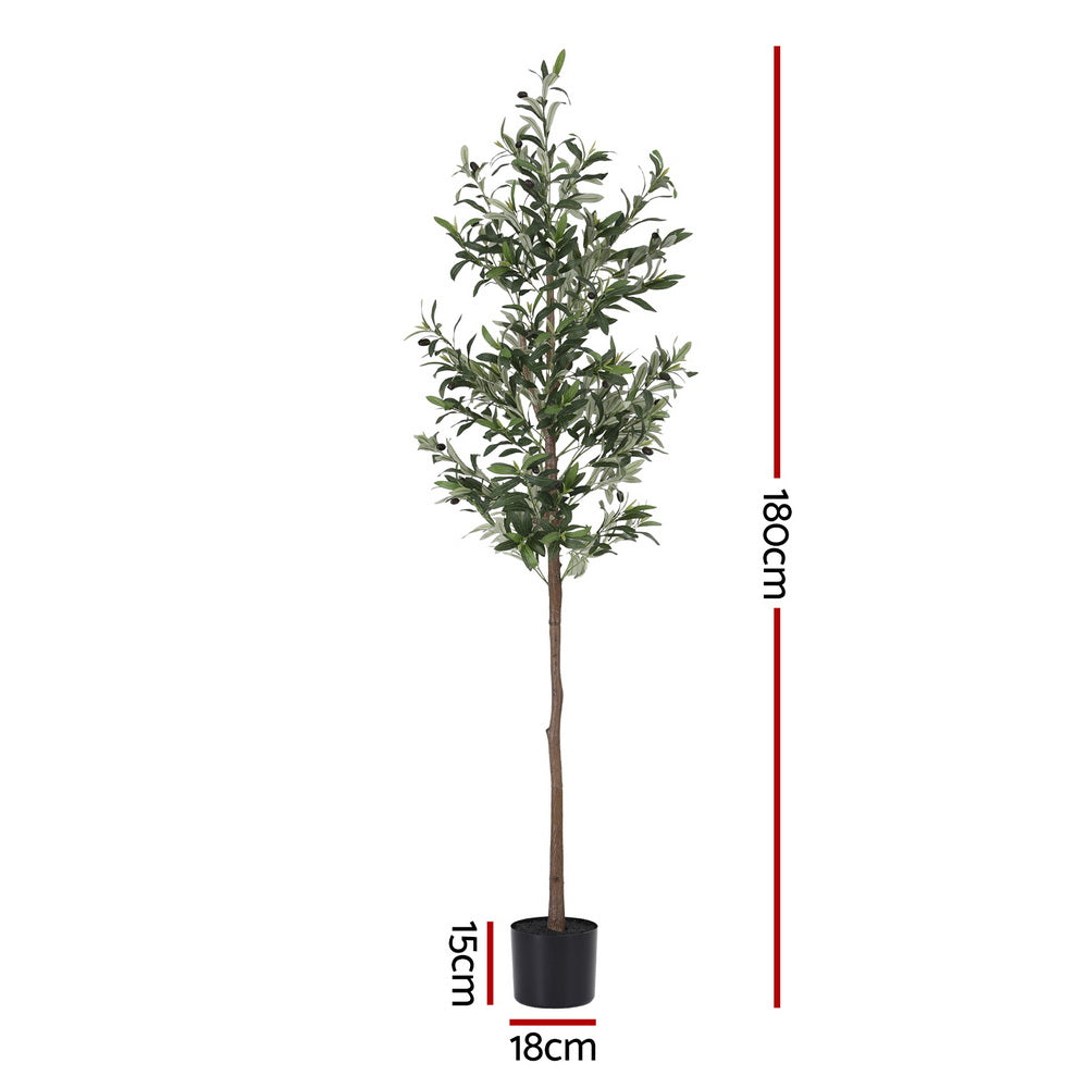 AP-TREE-OLIVE-180-202511052044-02.jpg