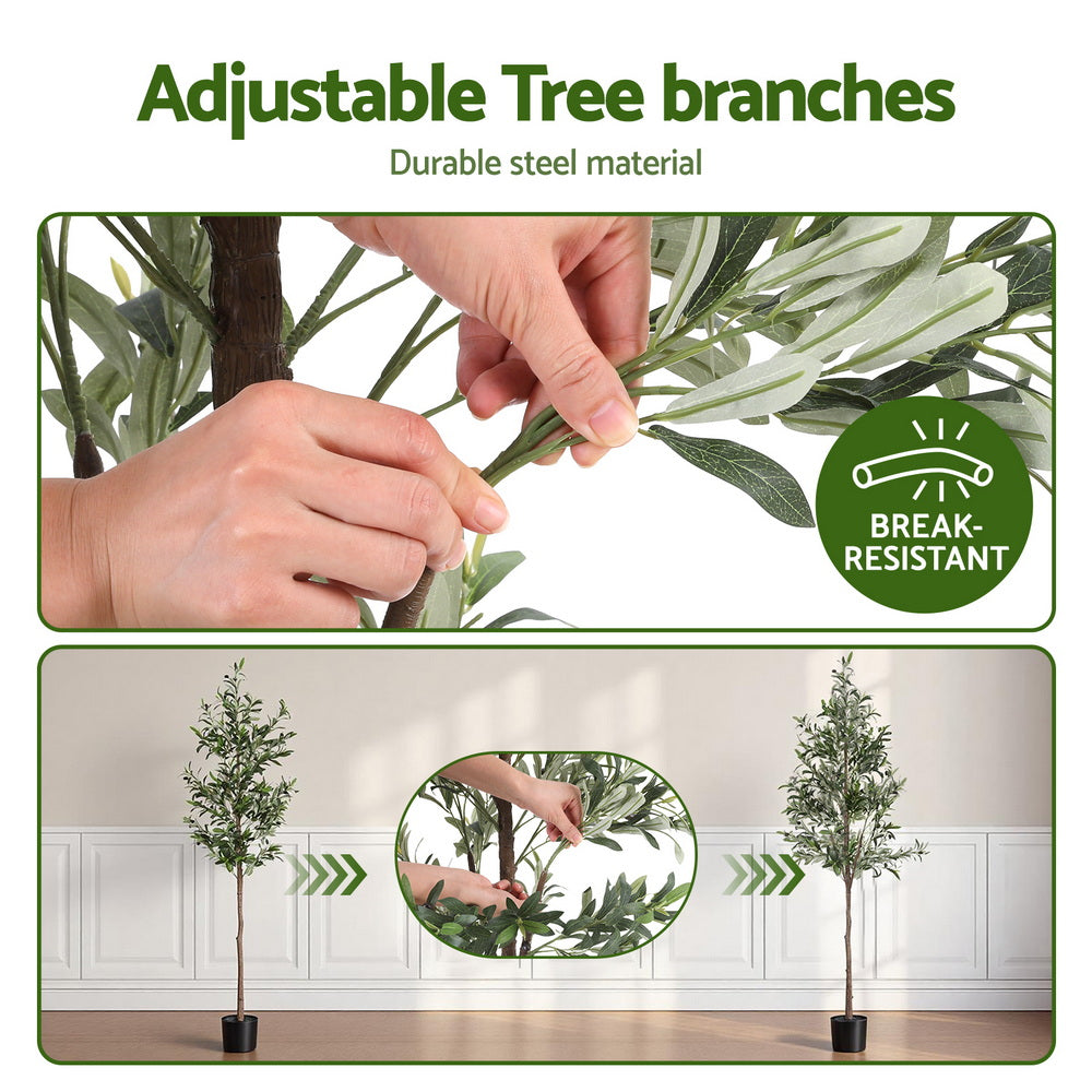 AP-TREE-OLIVE-180-202511052044-04.jpg