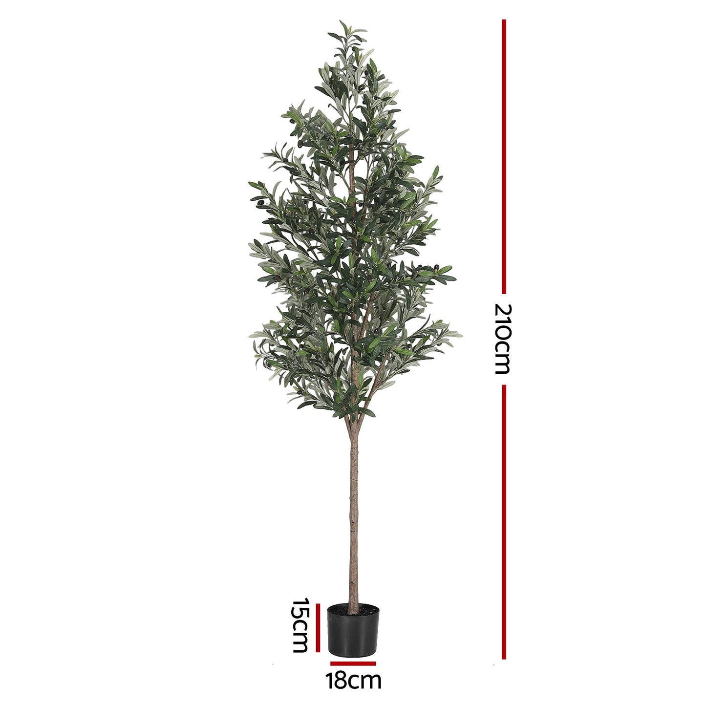 AP-TREE-OLIVE-210-202603231800-02.jpg