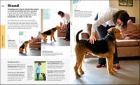 Beginner's Dog Training Guide
