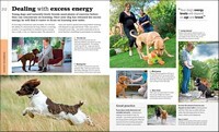 Beginner's Dog Training Guide