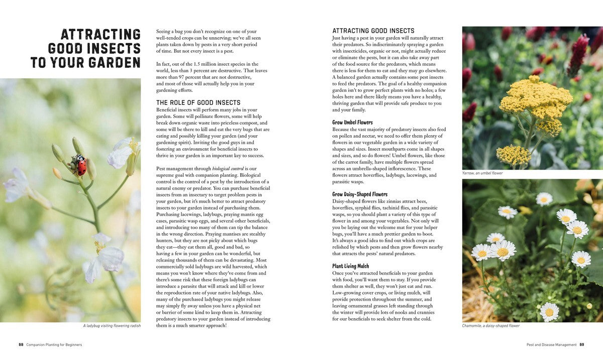 Companion Planting for Beginners