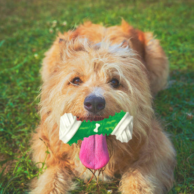 Dog Chew Toy - Dental Puppy Teething Gum Bone for cats