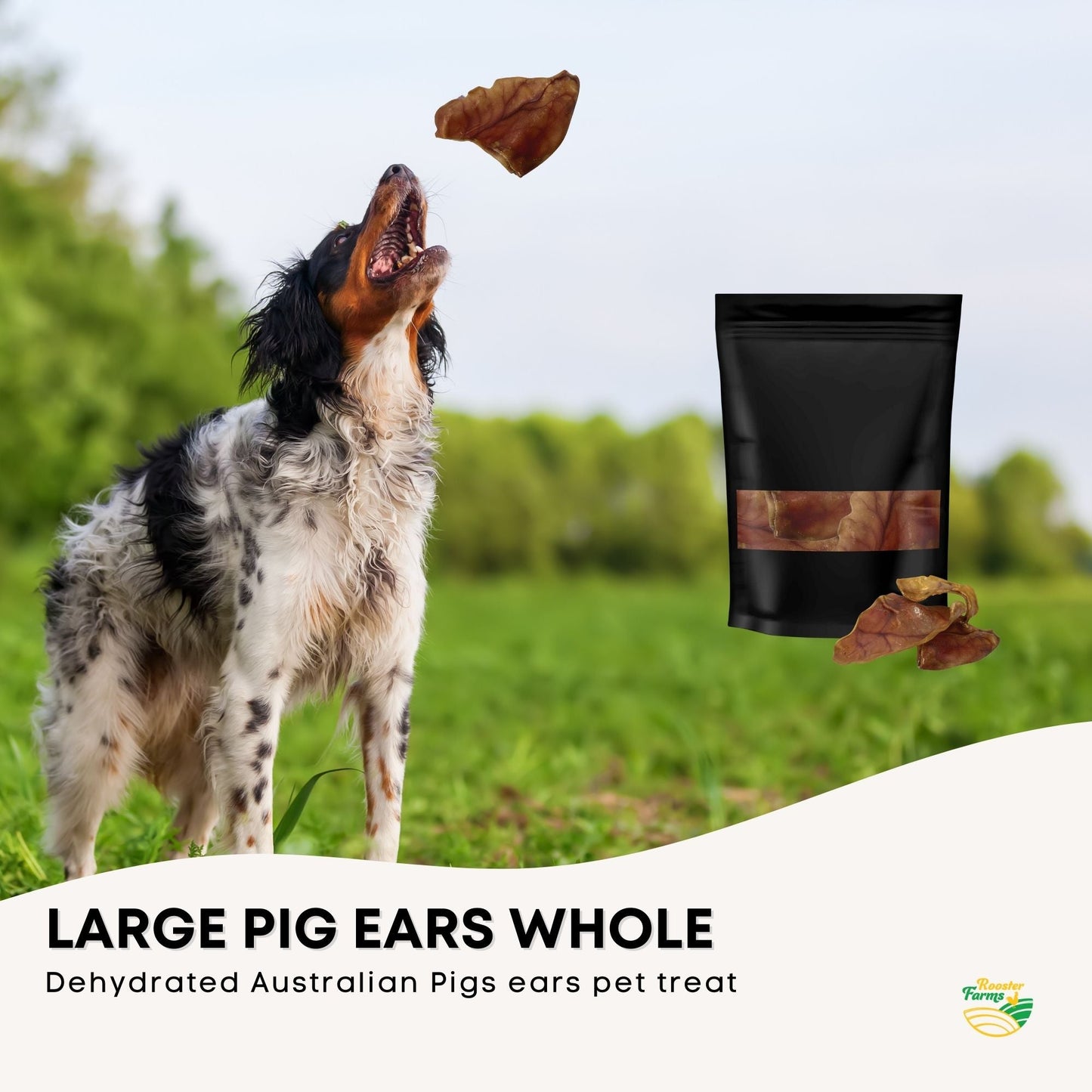 Dog Treat Large Pig Ears Whole - Dehydrated Australian Healthy Puppy Chew