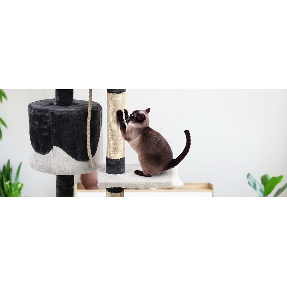 PET-CAT-14711-GR-14586-05.jpg