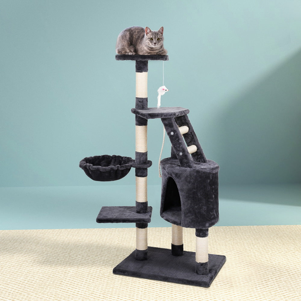 PET-CAT-402-GR-14614-07.jpg
