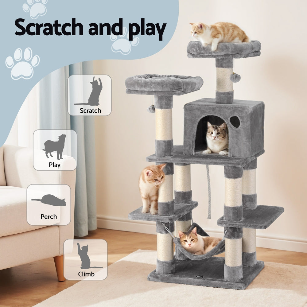 PET-CAT-706FSB-LTGR-202506111511-03.jpg
