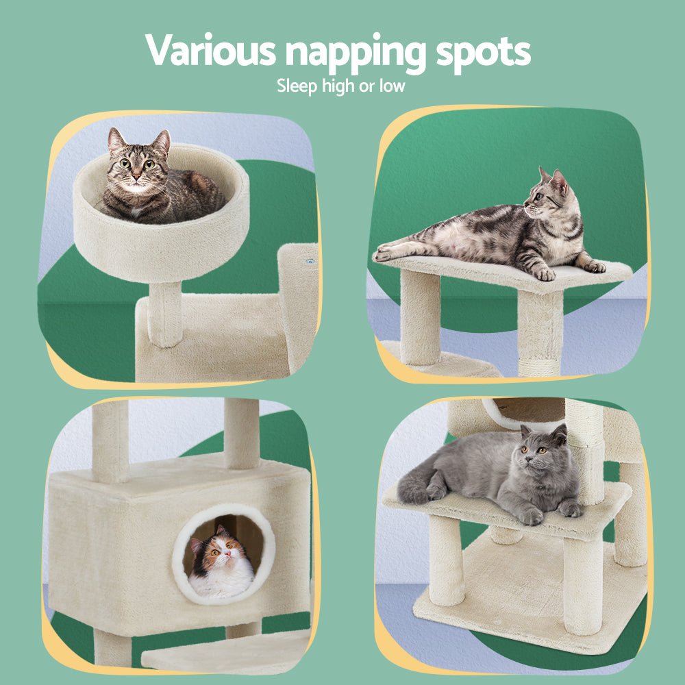 PET-CAT-APS014-BE-48891-05.jpg