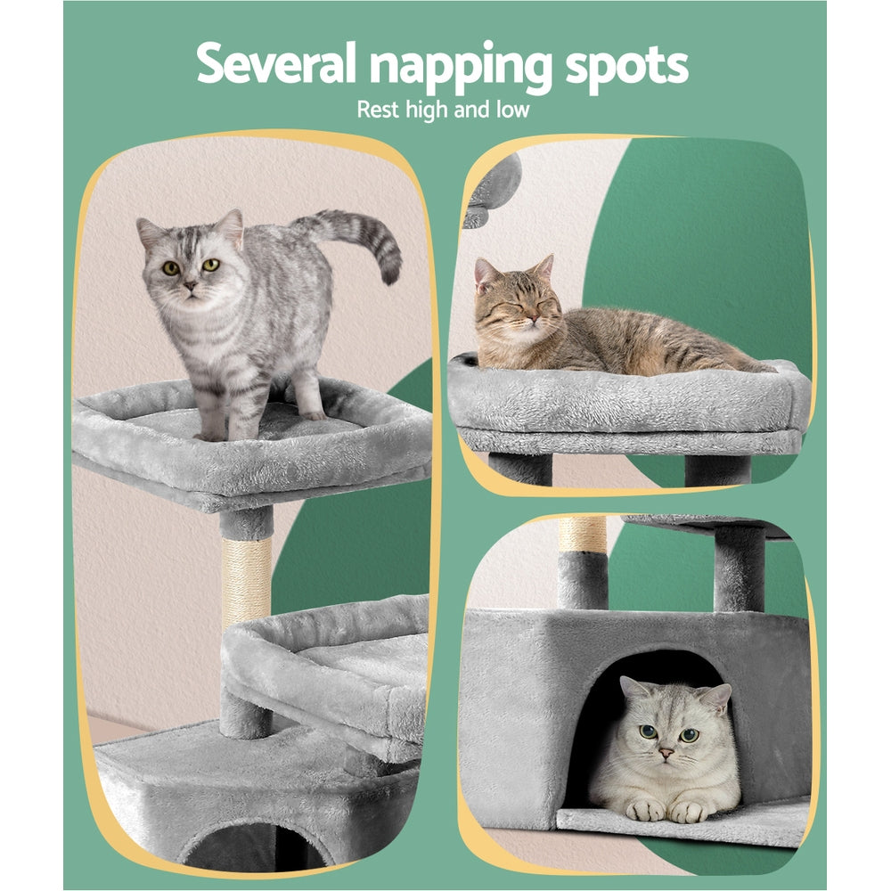 PET-CAT-APS019-GR-48892-05.jpg