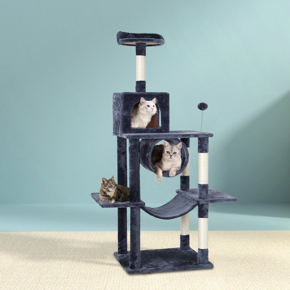 PET-CAT-APS04-GR-49353-06.jpg