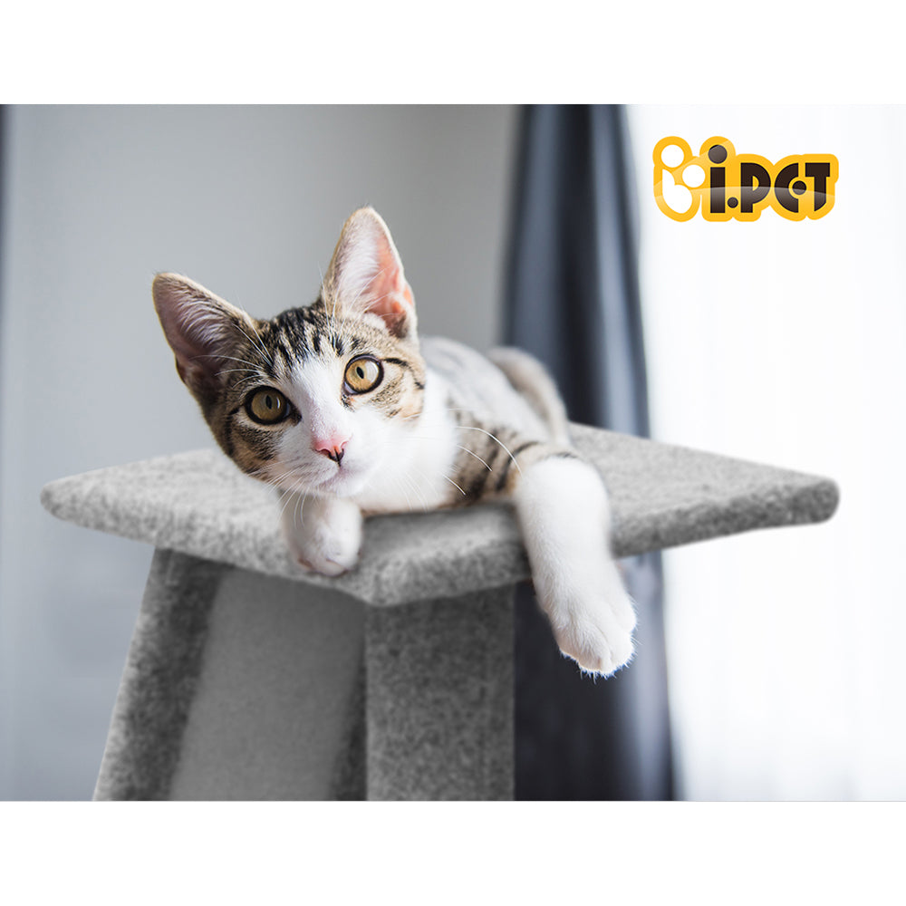 PET-CAT-CP002-GR-6366-06.jpg