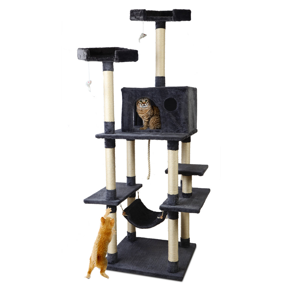 PET-CAT-FL09-GR-16631-00.jpg