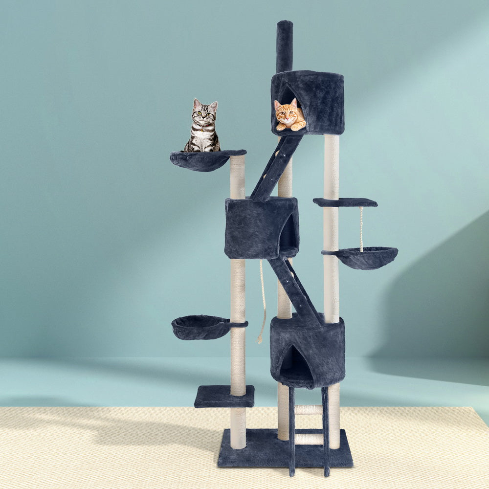 PET-CAT-HSCT015-GR-4986-07.jpg