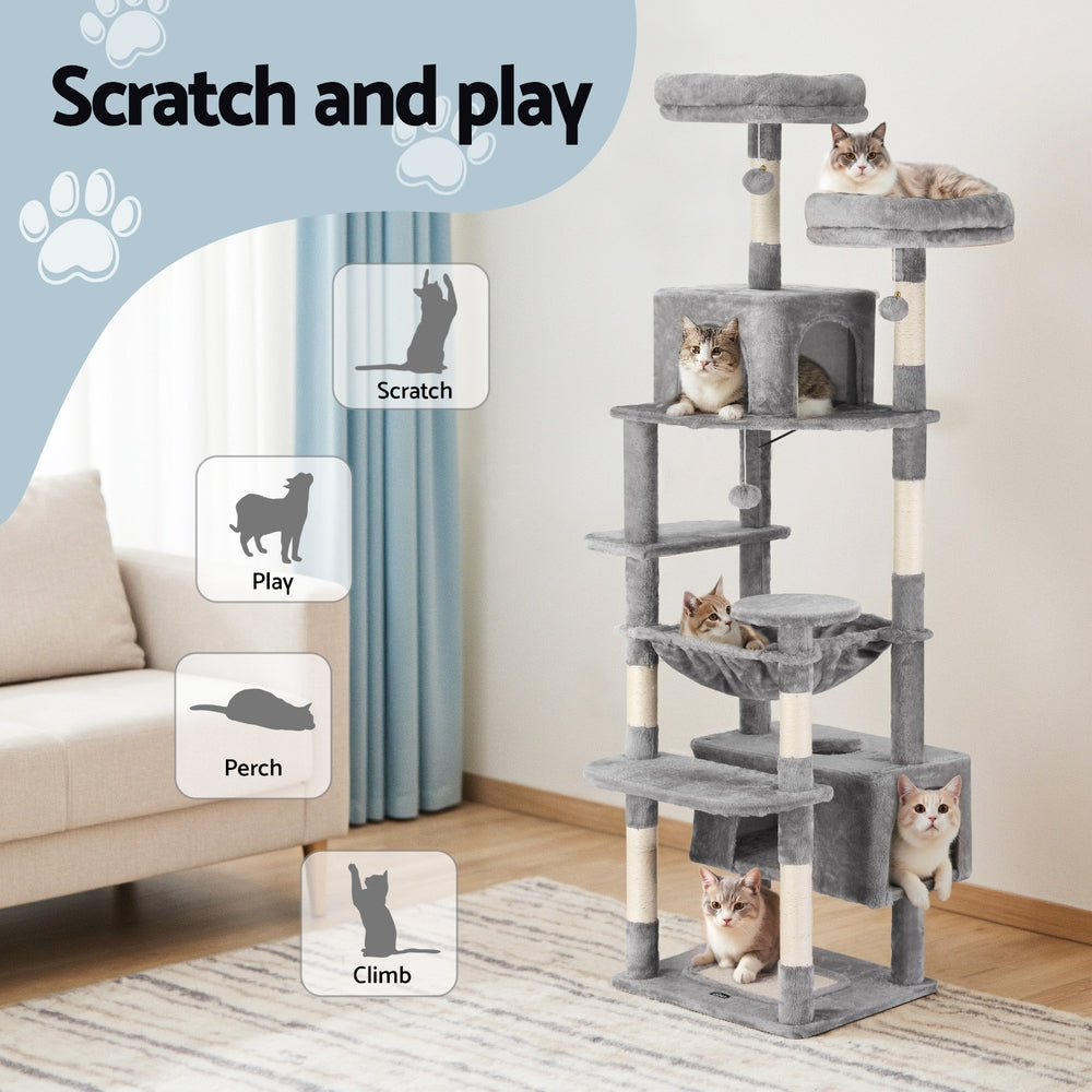 PET-CAT-L184-LTGR-202506111511-03.jpg