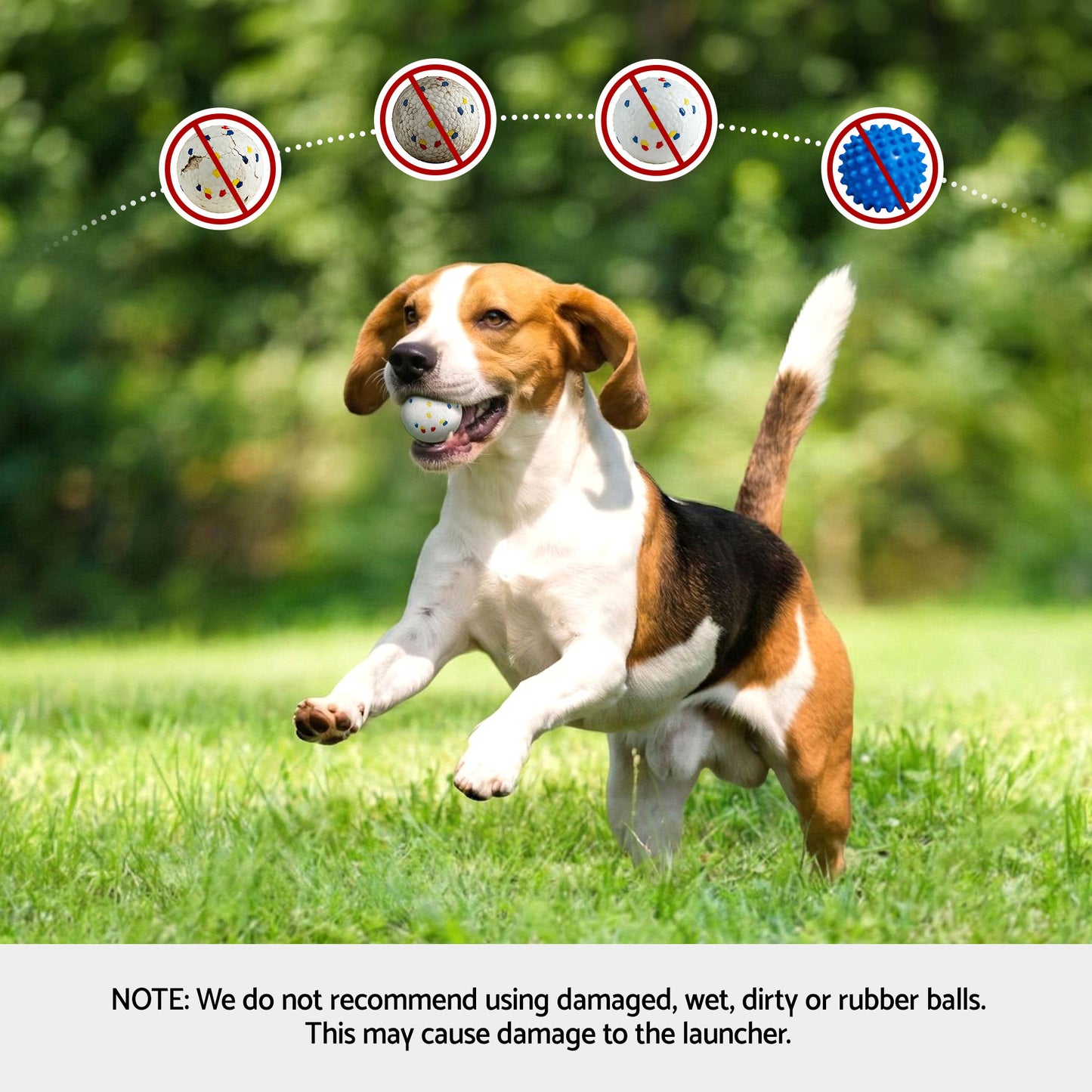 PET-DOG-6BALL-22M-GR-202603181836-07.jpg