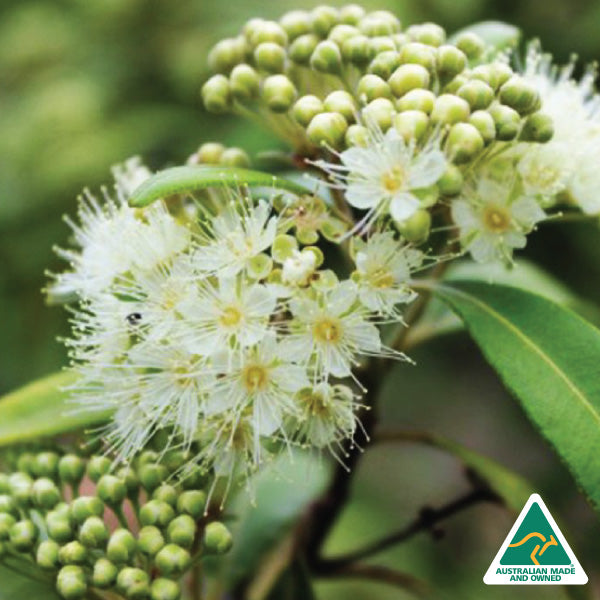 Pure Argan Oil with Lemon Myrtle Essential Oil