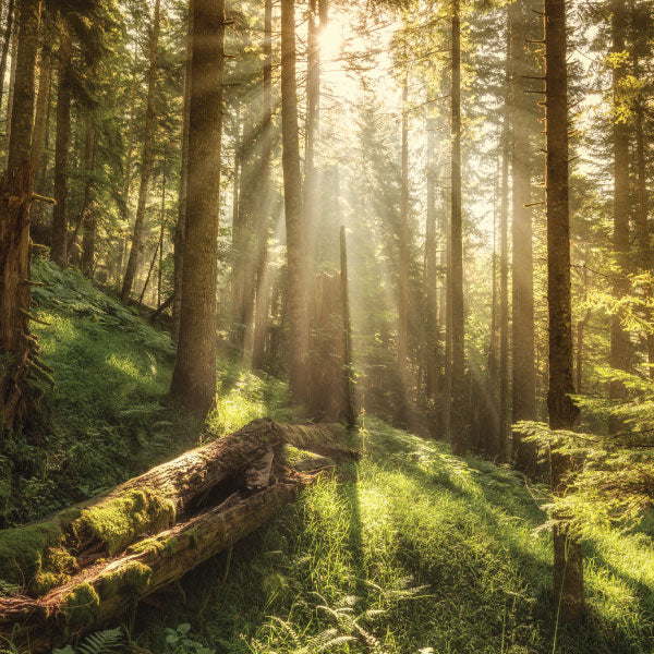 Reed Diffuser - Exotic Woods