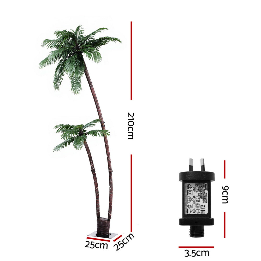 XM-TR-FAIRY-PALM01-202508191446-01.jpg