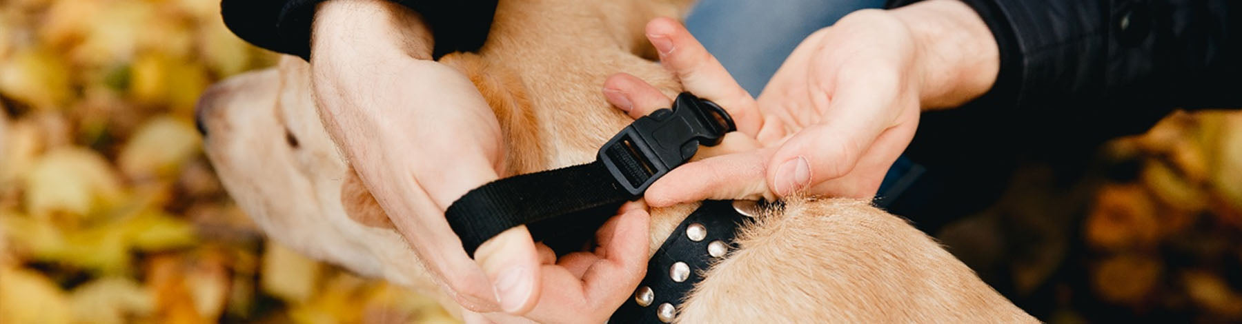 Are Training Collars Good For Dogs?