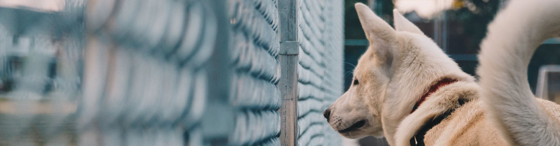 Are Electric Dog Fences Cruel?