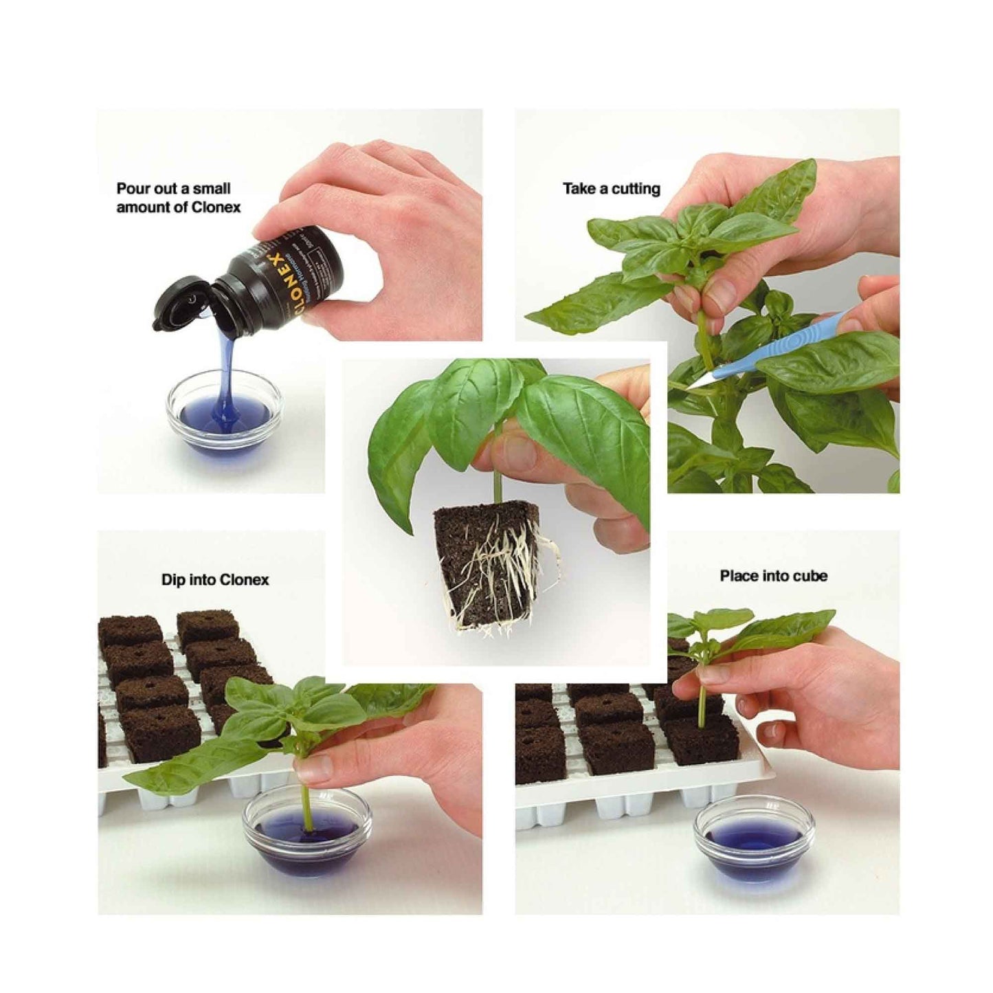 50ml Clonex Rooting Hormone Purple Gel Propagation Clone Plant Growth Technology
