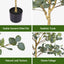 AP-TREE-EUCALY-150-03.jpg