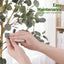 AP-TREE-EUCALY-150-05.jpg