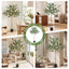 AP-TREE-EUCALY-150-07.jpg
