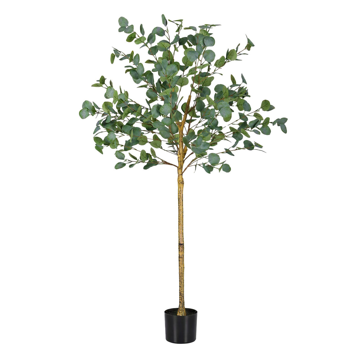 AP-TREE-EUCALY-150-08.jpg