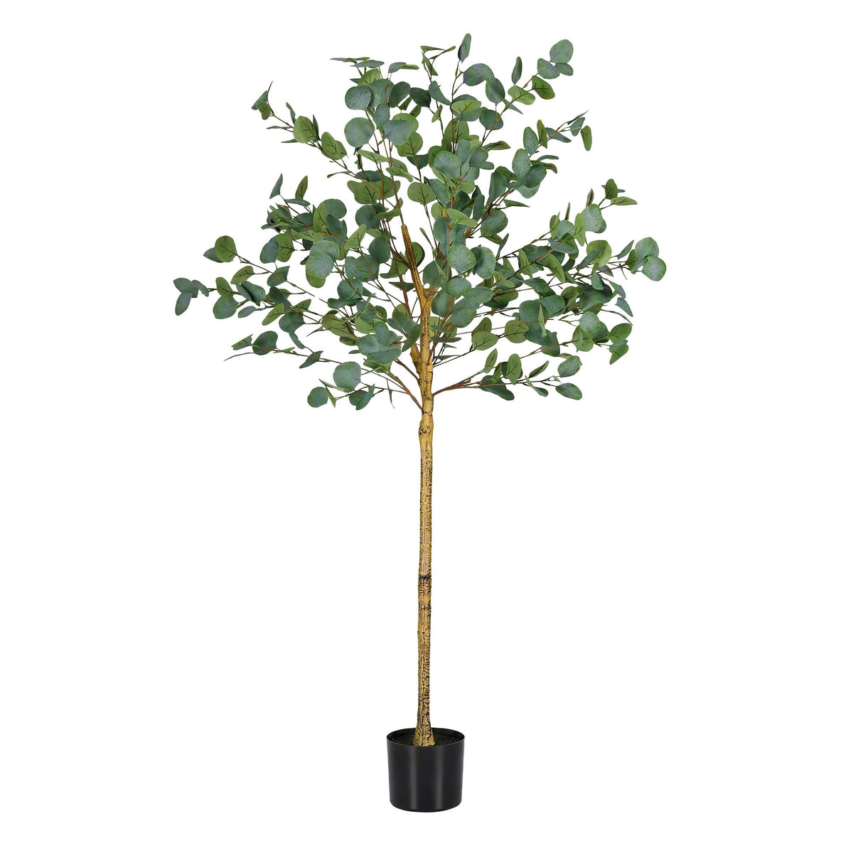 AP-TREE-EUCALY-150-09.jpg