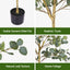 AP-TREE-EUCALY-180-03.jpg