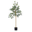 AP-TREE-EUCALY-180-08.jpg