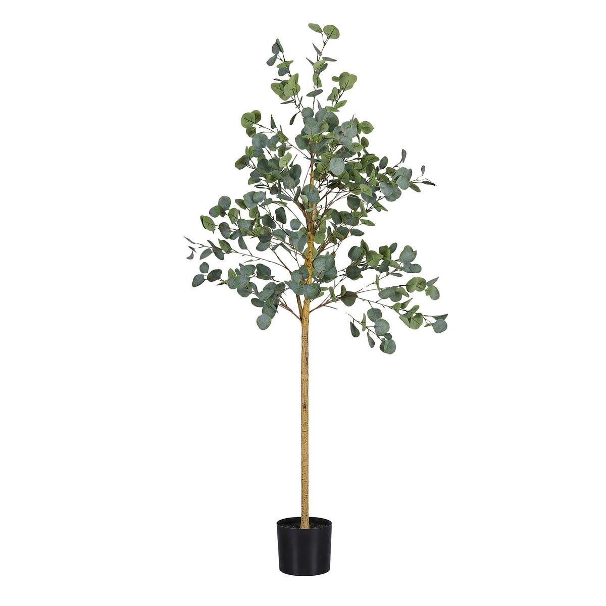 AP-TREE-EUCALY-180-09.jpg