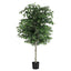 AP-TREE-FICUS-180-202603231800-01.jpg
