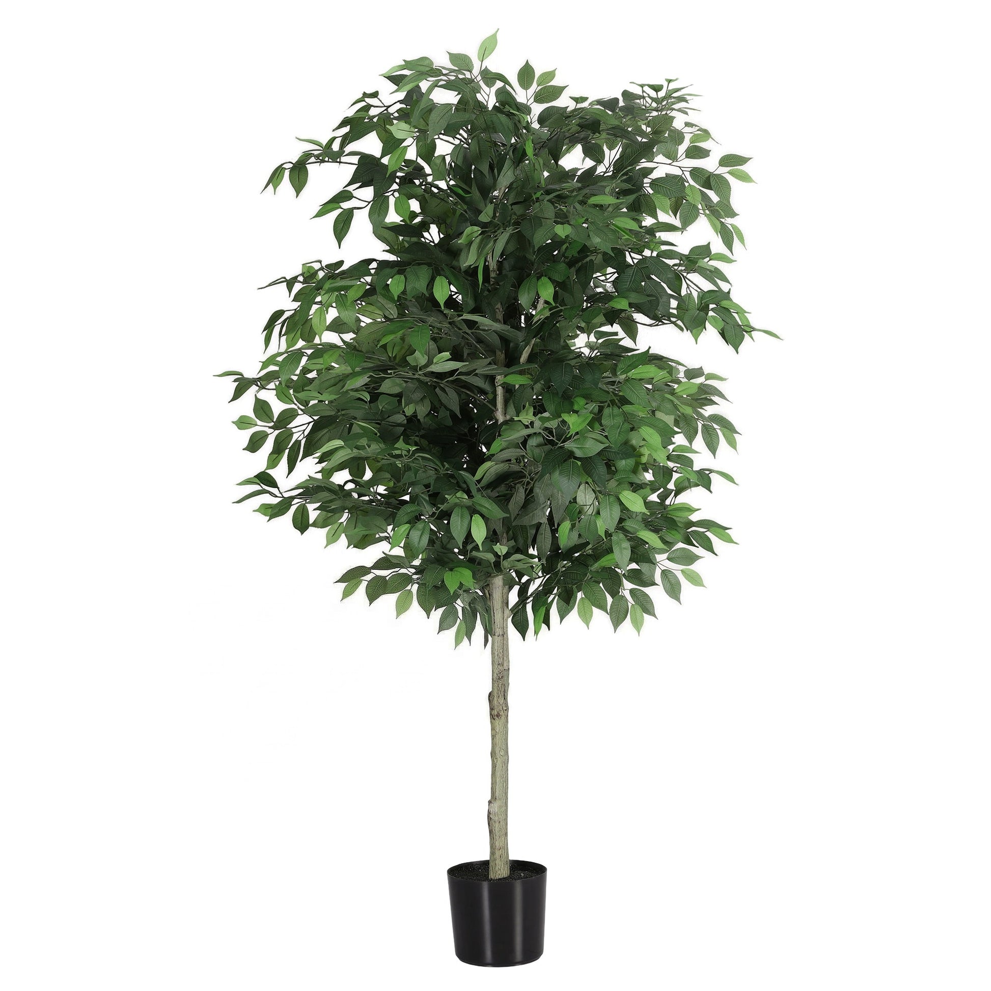 AP-TREE-FICUS-180-202603231800-01.jpg