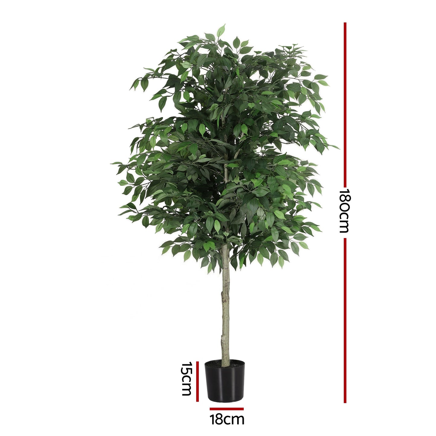 AP-TREE-FICUS-180-202603231800-02.jpg