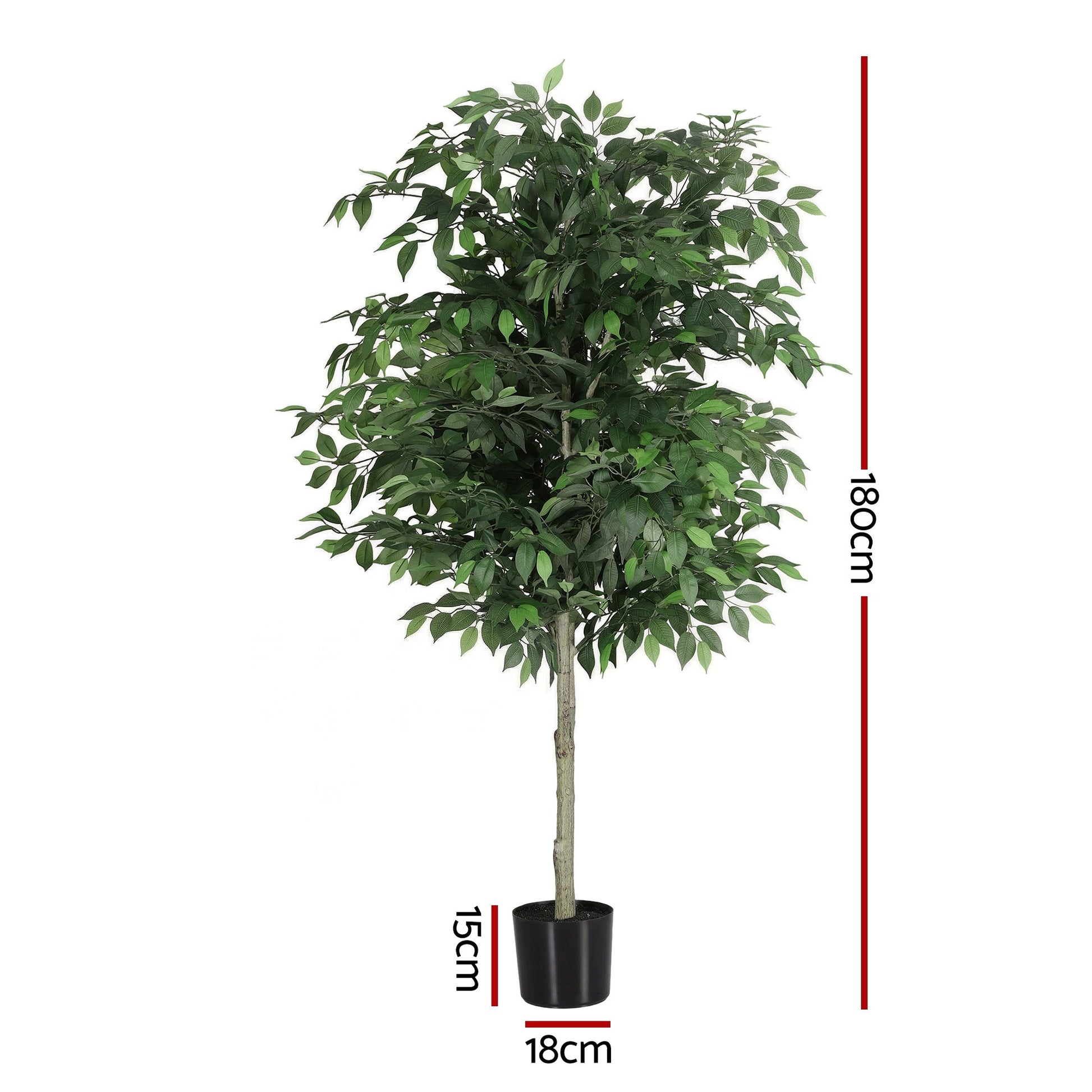 AP-TREE-FICUS-180-202603231800-02.jpg