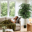 AP-TREE-FICUS-180-202603231800-03.jpg