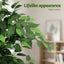 AP-TREE-FICUS-180-202603231800-05.jpg