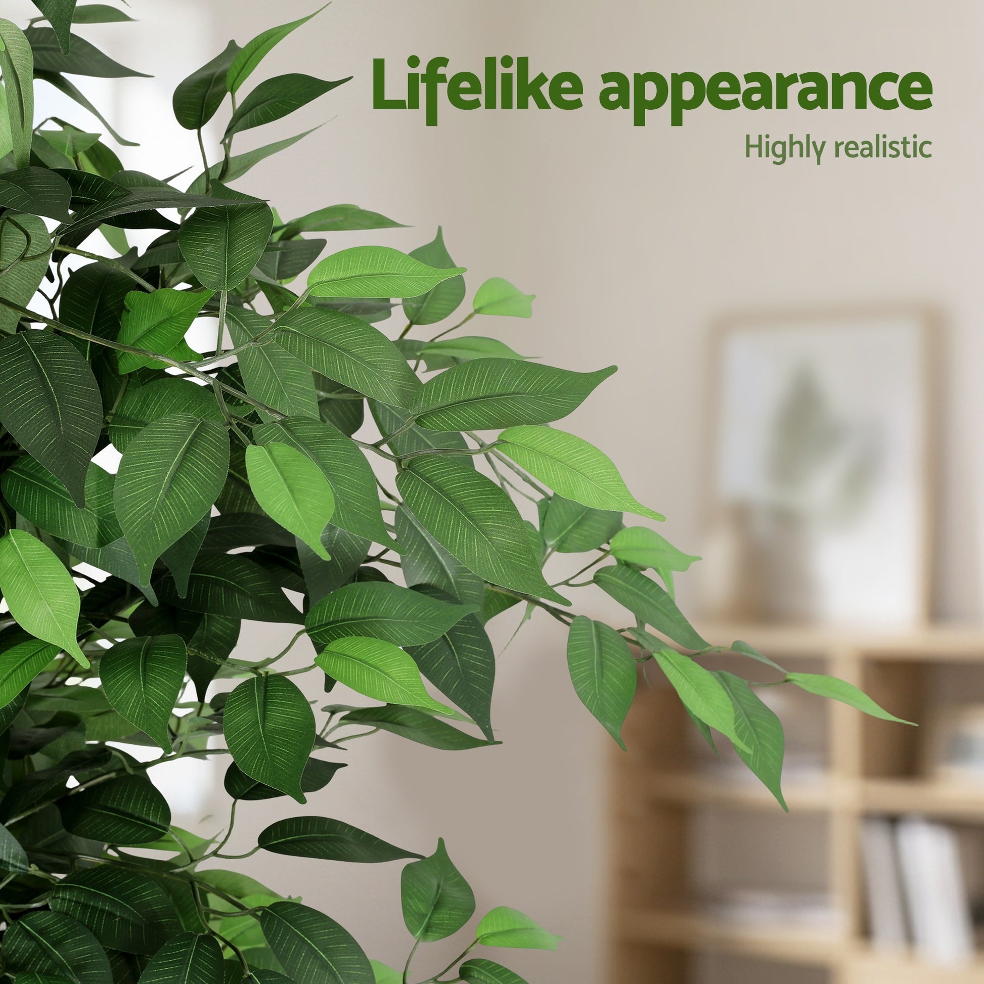 AP-TREE-FICUS-180-202603231800-05.jpg