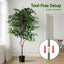 AP-TREE-FICUS-180-202603231800-06.jpg