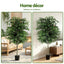 AP-TREE-FICUS-180-202603231800-07.jpg