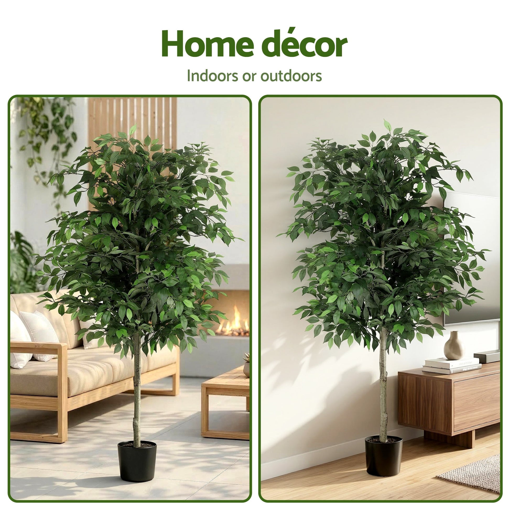 AP-TREE-FICUS-180-202603231800-07.jpg