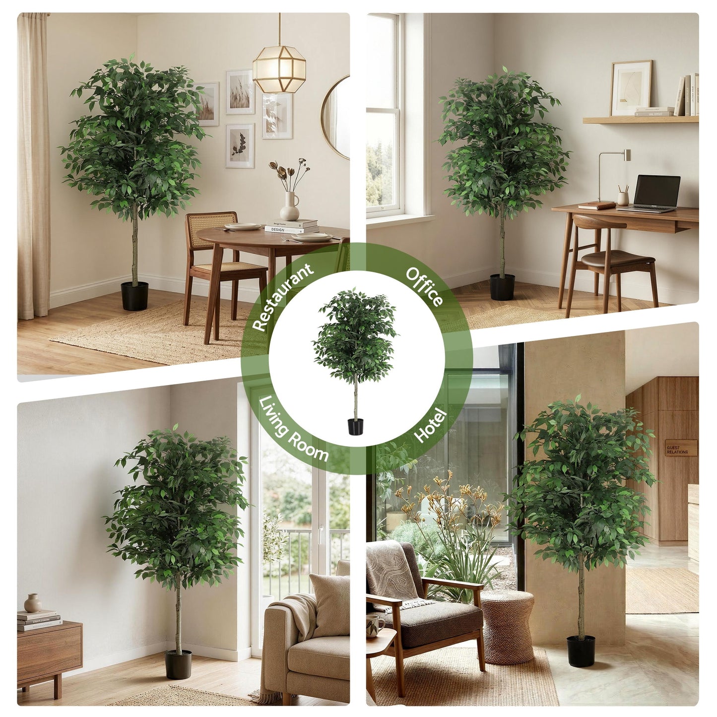 AP-TREE-FICUS-180-202603231800-08.jpg
