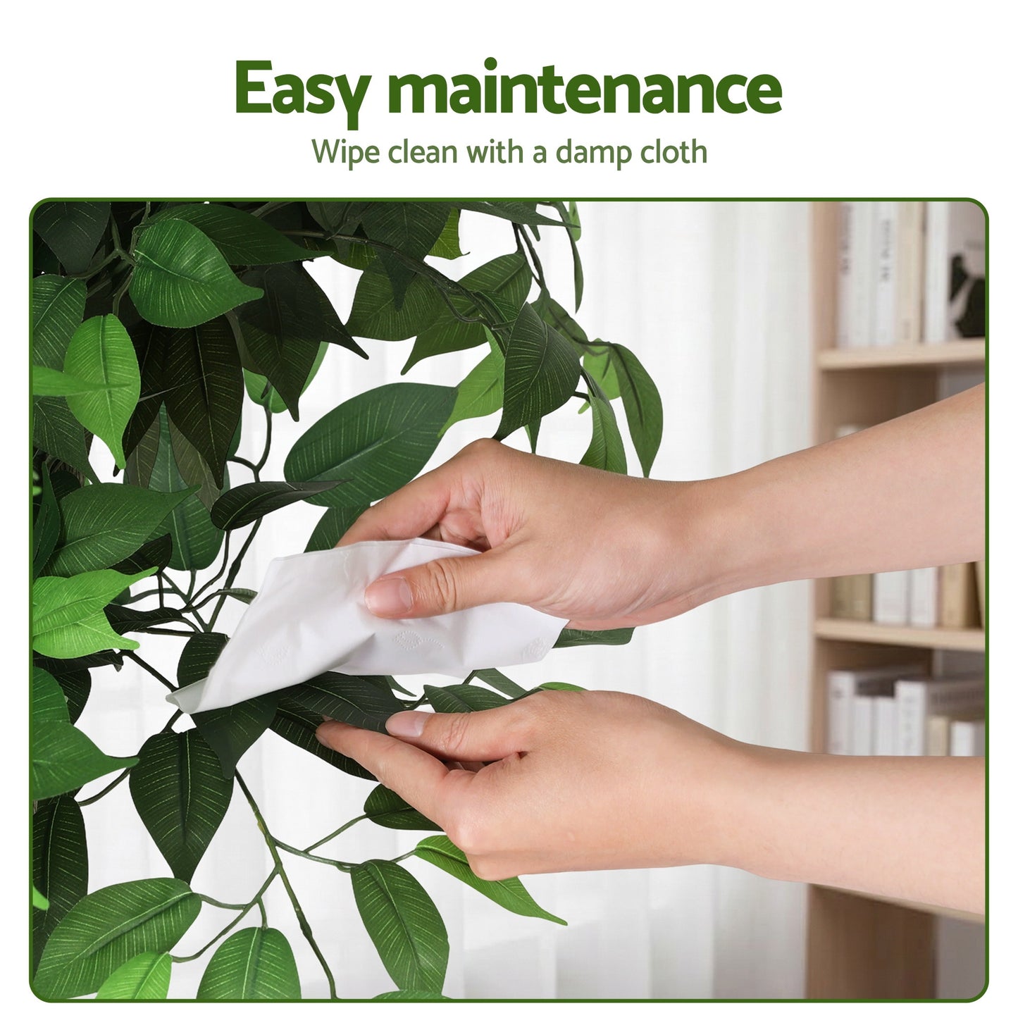AP-TREE-FICUS-180-202603231800-09.jpg