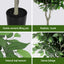 AP-TREE-FICUS-180-202603231800-10.jpg