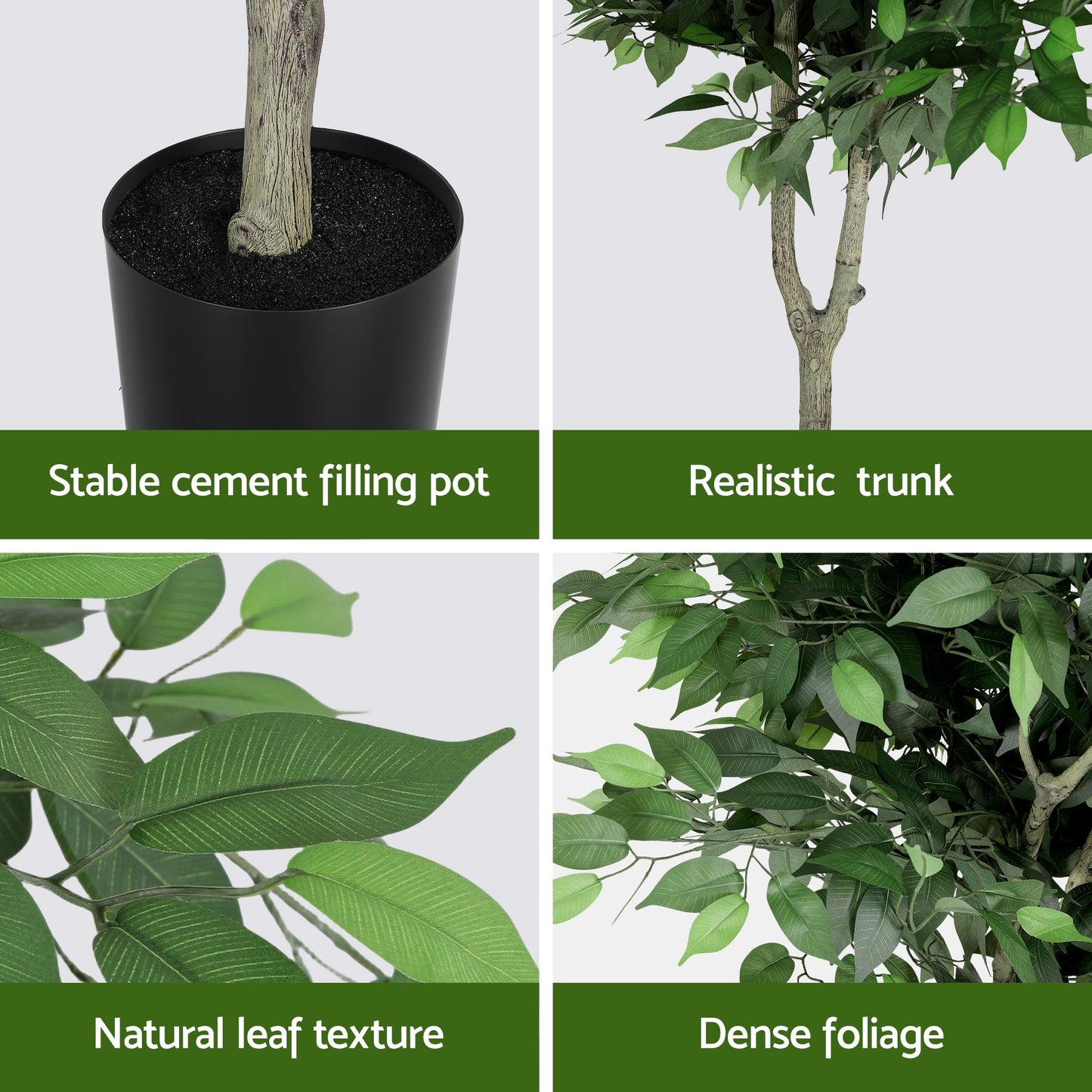 AP-TREE-FICUS-180-202603231800-10.jpg