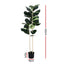AP-TREE-FIDDLE-150-202603231800-02.jpg